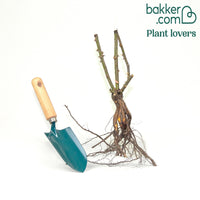 Rosier buisson Grande Amore ®