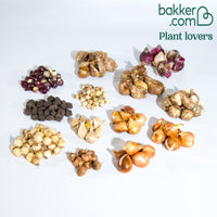 Collection de 200 Bulbes à floraison printanière