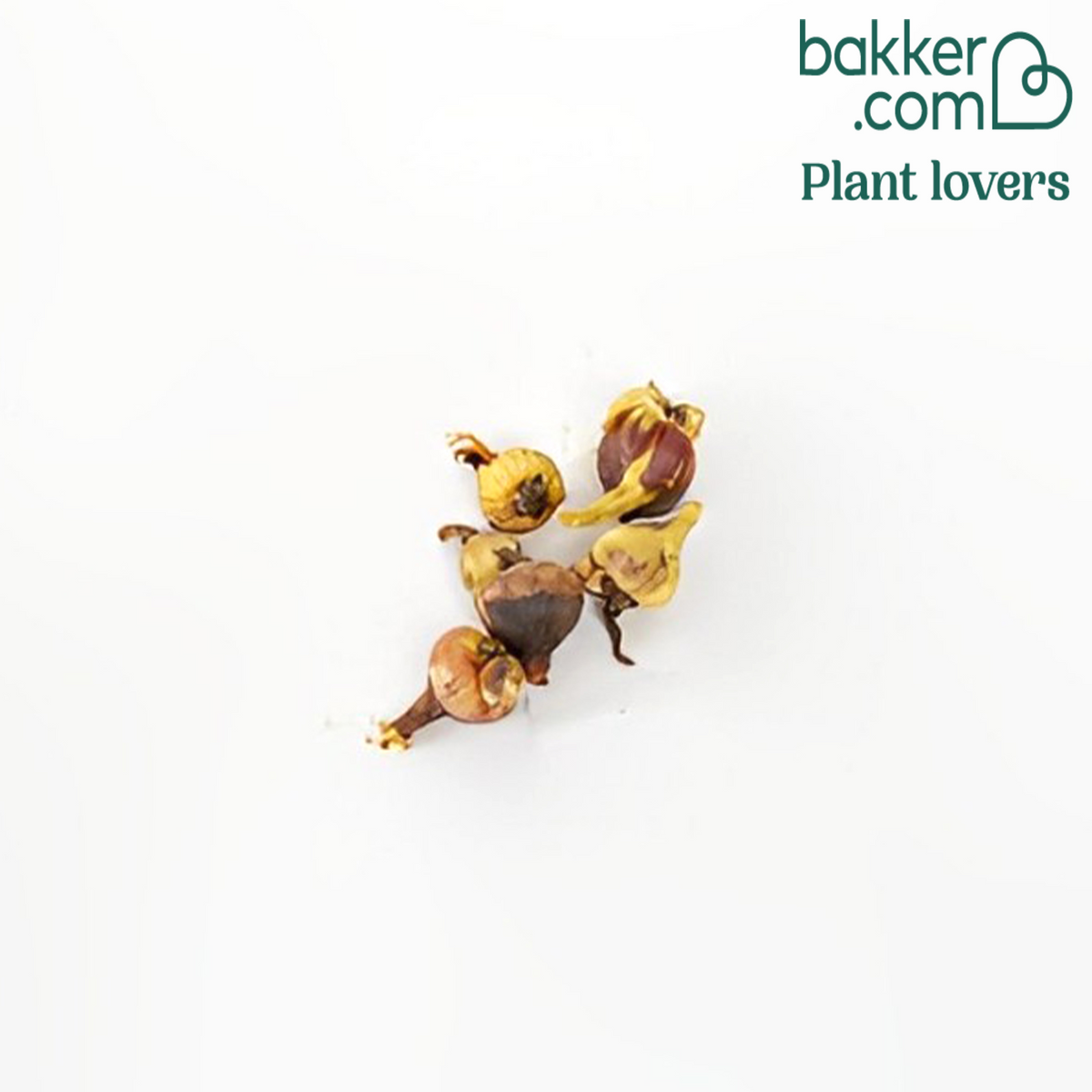 Bakker - 5 Corail du Mexique - Bessera elegans