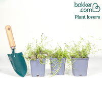 Phlox mousse Moerheimii roses