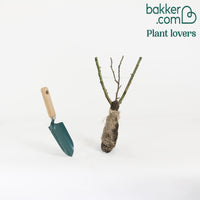 Rosier buisson Souvenir de Baden Baden ® Korsouba - Rosa Souvenir de Baden Baden ® Korsouba - Bakker