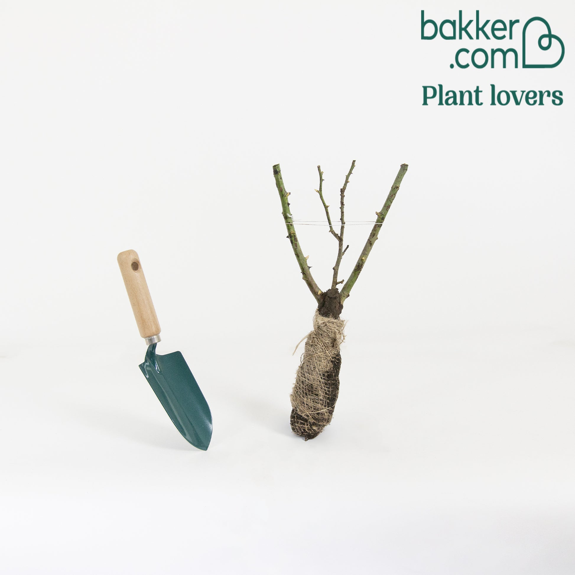 Rosier buisson Souvenir de Baden Baden ® Korsouba - Rosa Souvenir de Baden Baden ® Korsouba - Bakker