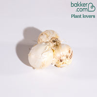 3 Alliums d'ornement Globemaster