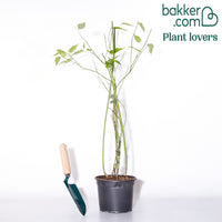 Bakker - Corête du Japon - Kerria japonica pleniflora