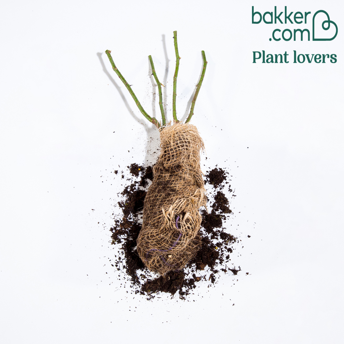 Rosier anglais Charlie Ausgreen ® - Rosa charlie ausgreen ® (ausfather) - Bakker