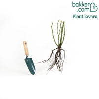 Rosier anglais Her's Ausgreen ®