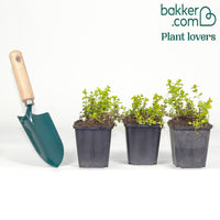 Lysimaque doré - Herbe aux écus dorés