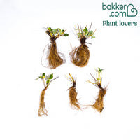 Fraisier 'Mount Everest'