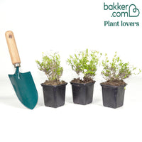 3 Phlox mousse blancs