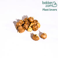 15 Crocus Flower Record