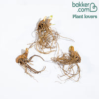 Bakker - 3 Iris de jardin remontant Lovely again - Iris germanica lovely again