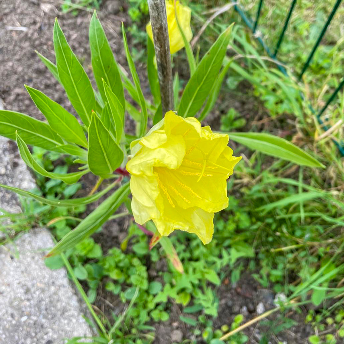 Oenothera macrocarpa (missouriensis) - 2 Oenothères à grandes fleurs - Onagre - Vivaces fleuries