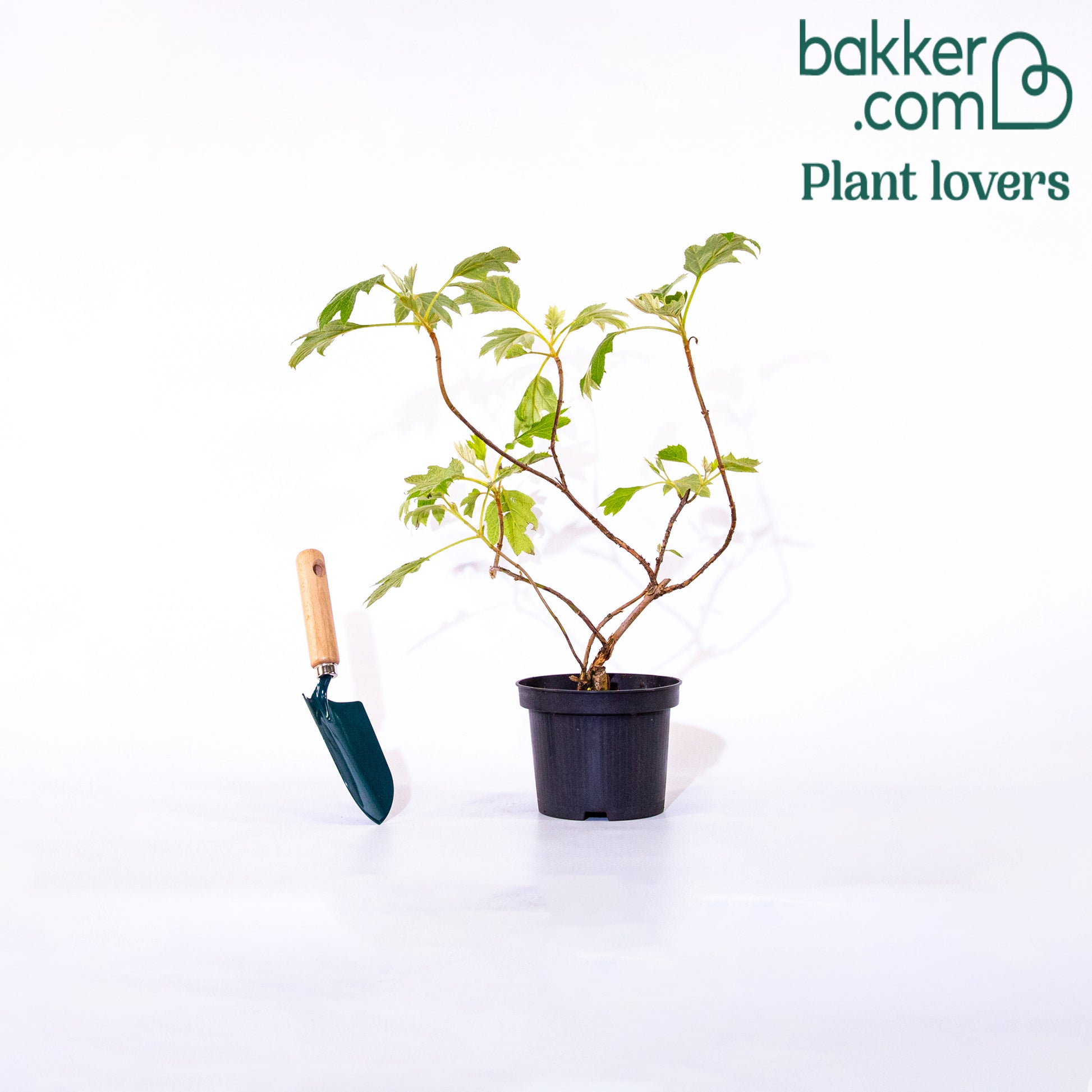 Bakker - Hortensia à feuilles de chêne - Hydrangea quercifolia - Hortensia