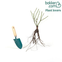 Rosier Comte de Chambord