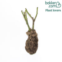 Rosier Comte de Chambord