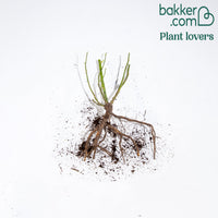 Rosier buisson Walztime