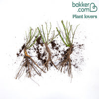 3 Rosiers à massif Friesia