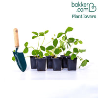 Fraisier 'Mount Everest'