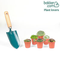 6 Joubarbes en mélange