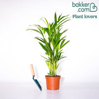 Areca - Palmier d'intérieur