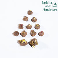Bakker - 12 Plumes du Kansas mauves et blanches - Liatris spicata
