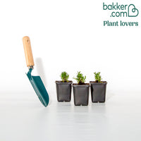 3 Phlox mousse rose pâle