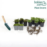 Collection de 15 plantes vivaces rampantes - 2 m²