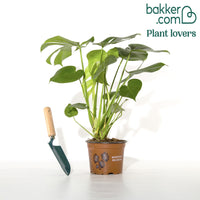 Philodendron Monstera deliciosa