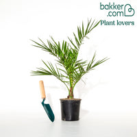 Palmier des Canaries