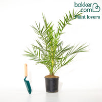 Palmier des Canaries