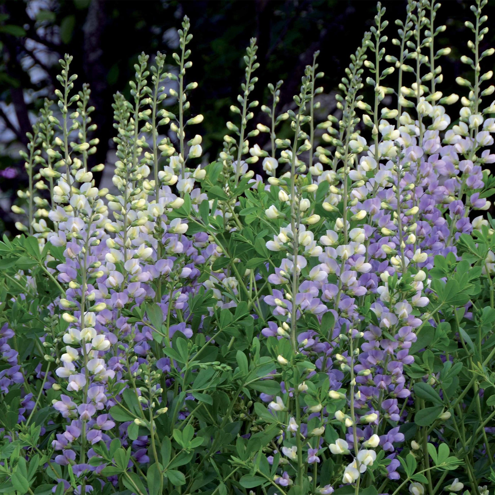 Lupin indigo Eclipse de lune