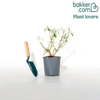 Arbre à papillons 'White Profusion'