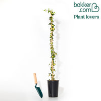 Bakker - Lierre commun Goldheart - Hedera helix goldheart