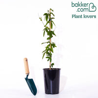 Bakker - Passiflore bleue - Passiflora caerulea