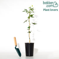 Bakker - Passiflore 'Constance Elliot' - Passiflora caerulea constance elliot - Plantes grimpantes