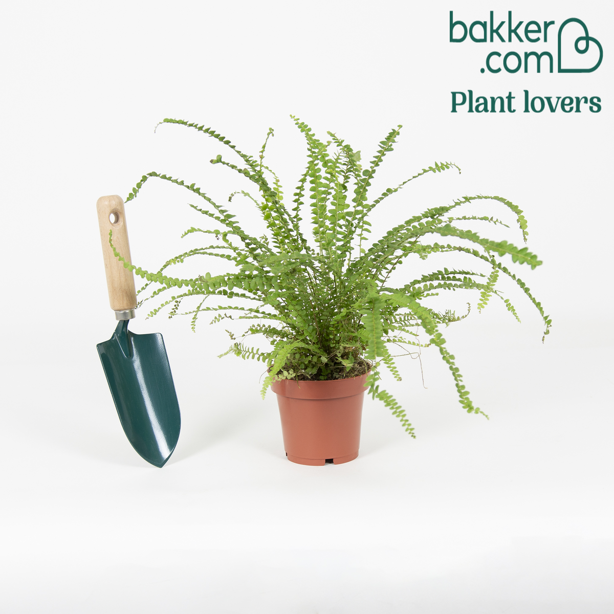 Bakker - Fougère de Boston 'Duffi'
