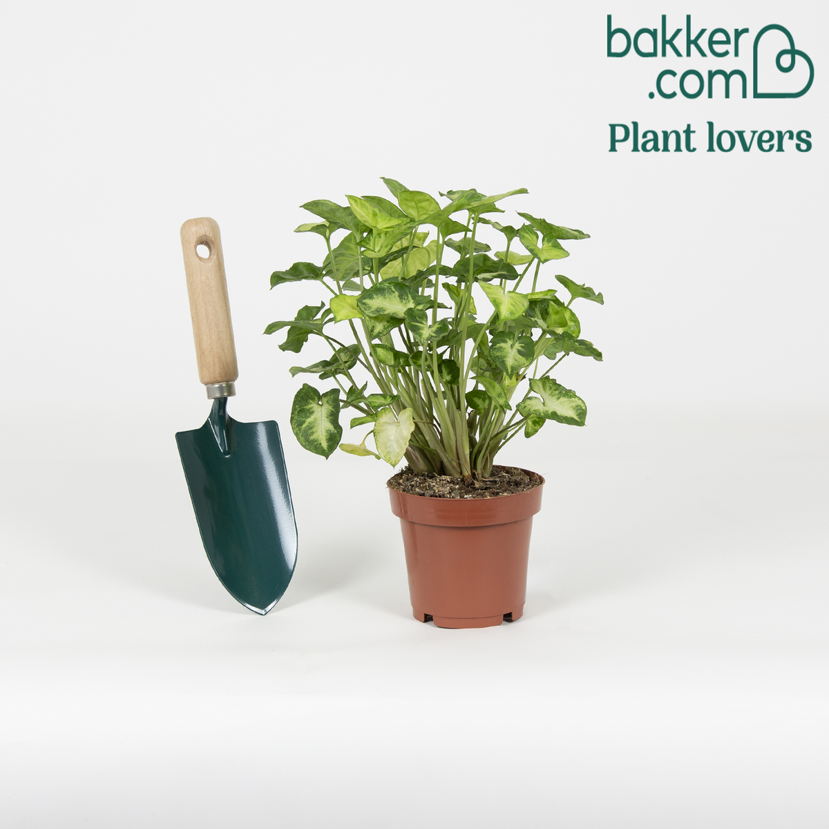 Bakker - Syngonium pixie