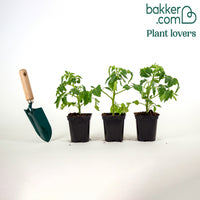 Plant Tomate Olivette Roma