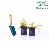 Laîche d'Oshima 'Evergold'