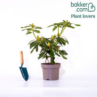 Rhododendron Roseum Elegans