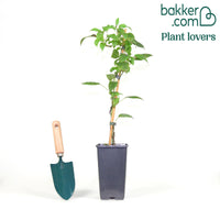 Actinidia arguta 'Issai'