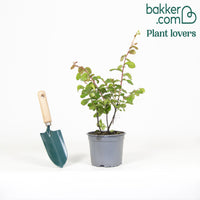 Lilas des Indes rouge