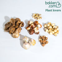 Collection de 75 Bulbes pour terrasse et jardin