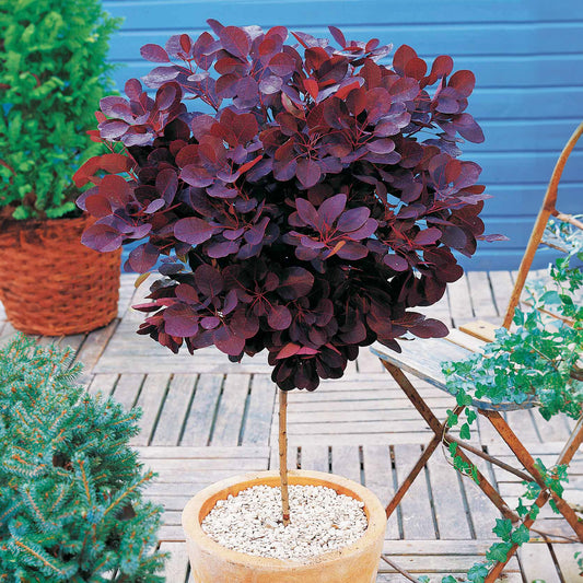 Arbre à perruques 'Royal Purple' sur tige - Bakker