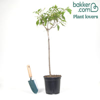 Bois-bouton sur tige