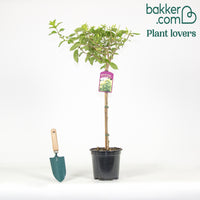 Hortensia Limelight ® sur tige