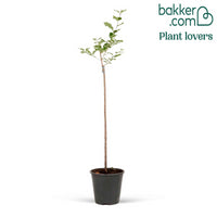 Bakker - Lilas nain 'Palibin' sur tige - Syringa meyeri  palibin