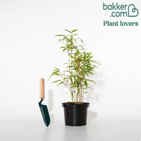 Bambou de haie non-traçant