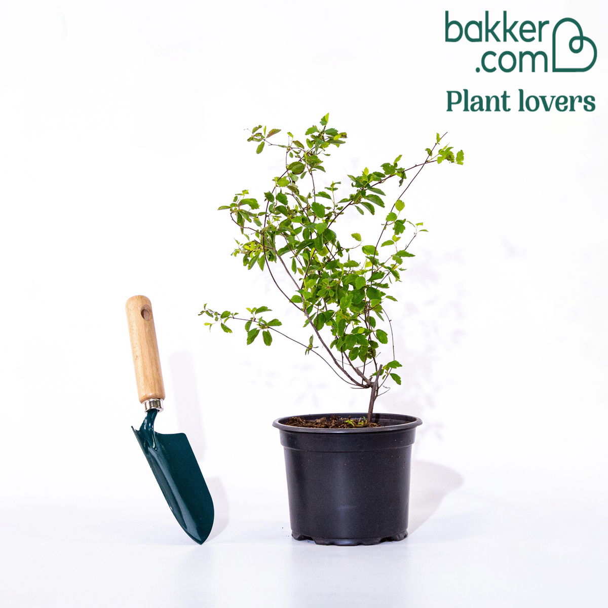 Bakker - Spirée 'Grefsheim'  - Spiraea cinerea  grefsheim