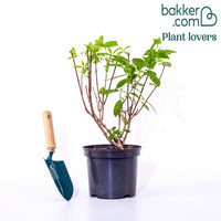 Hortensia paniculé Dentelle de Gorron ®